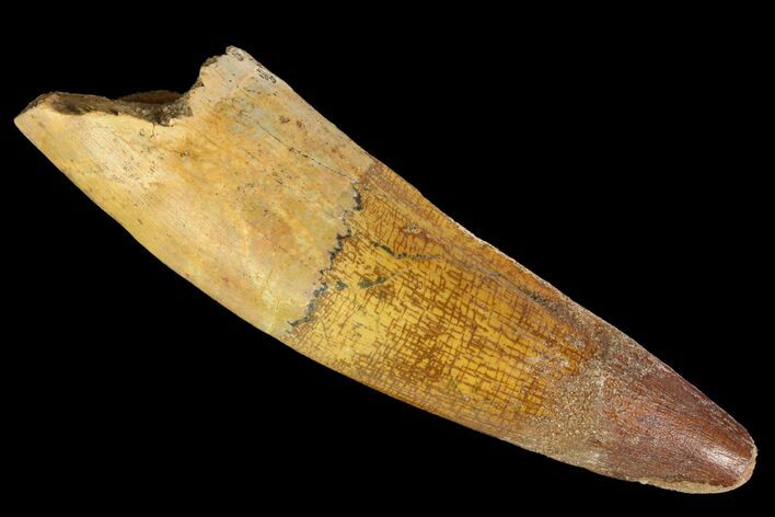 Bargain, Spinosaurus Tooth - Composite Tooth #138213